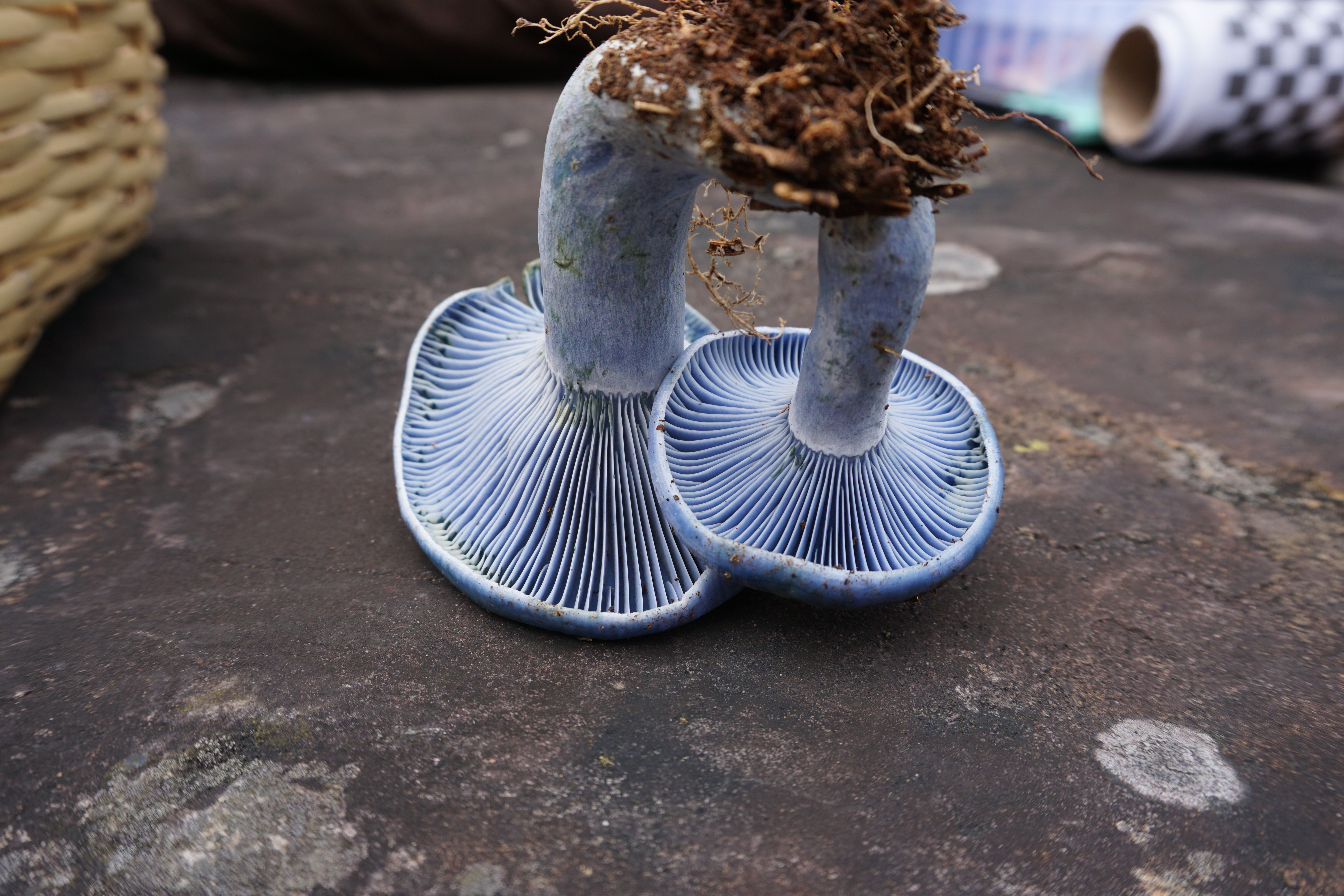 Kits de Cultivo Profesionales